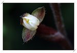Hetaeria cristata�զ�½�B��0908304