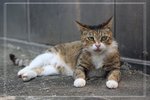 LammaCat100509 (24)