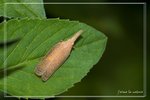 ���F���i����FY0608181