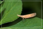 ���F���i����FY0608182