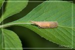 ���F���i����FY0608183