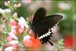 �ɱa����KF0704091