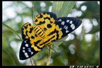 �\�ظ�SW0610301