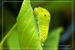 �ήv�C�񽺤�����SLW0610221