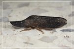 ����HC0705161_s
