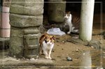 lammacat06121013