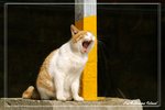 LammaIsland Cat (21)