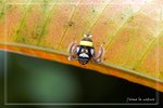 �����W�P�ͥ�KLH0607301