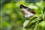 �X���n�潺_tpk0604051