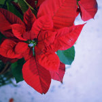 P2104544bs