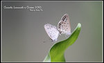 DPP_0329