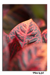 CRW_0985-leave-1-125