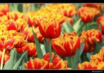 IMG_7374