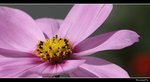 IMG_7386