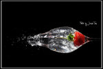 IMG_1121_web