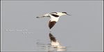 DPP_0367A