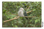 CRW_0981-bird-1-45