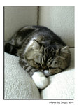 Sleeping Beauty - YoYo
