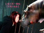 hippo