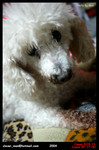 DODO