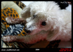 dodo