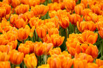 IMG_0052