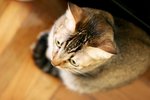 IMG_0248