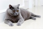 IMG_6288