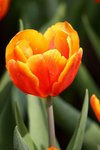 flowershow_00