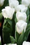 flowershow_02