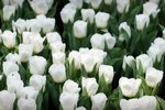 flowershow_03