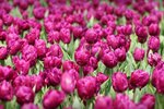 flowershow_04