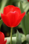 flowershow_05