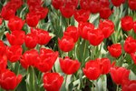 flowershow_06