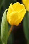 flowershow_07