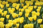 flowershow_08