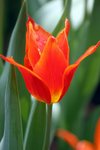 flowershow_09