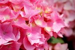 flowershow_10
