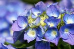 flowershow_11