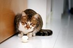 Image00008