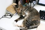 09Jul04_Tobo01