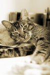 09Jul04_Tobo04