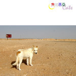 Tunisia_Cats_02