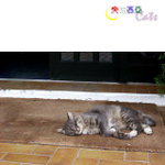 Tunisia_Cats_03