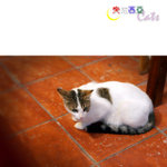 Tunisia_Cats_04