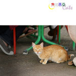 Tunisia_Cats_05