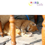 Tunisia_Cats_06