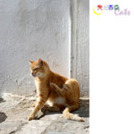 Tunisia_Cats_09