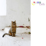 Tunisia_Cats_10