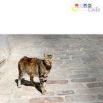Tunisia_Cats_11